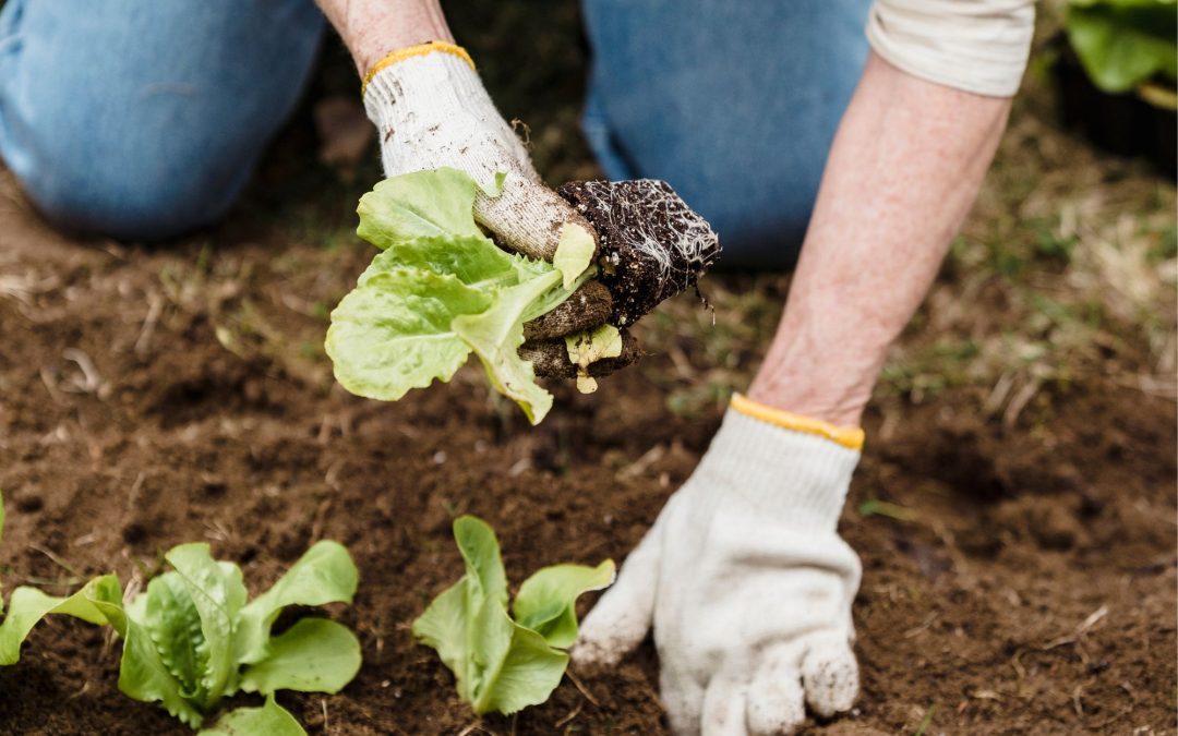 Green Thumb Secrets: 10 Tips for Maintaining a Healthy and Thriving Garden