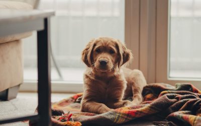 Puppy Parenthood: Essential Tips for First-Time Dog Owners to Provide the Best Care